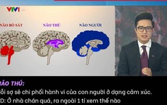 Ví não người vi phạm với "não bò sát", "não thú", VTV24 gây tranh cãi