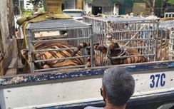 Hộ nuôi hổ trái phép ở Nghệ An là công an bán chuyên trách
