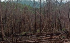 Kiểm lâm Bắc Giang khởi tố vụ án đốt, phá rừng tự nhiên quy mô lớn