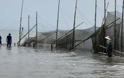 Quảng Ninh: Bãi triều nghìn ha thoát cảnh cọc, lưới giăng kín