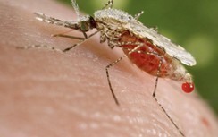 Trung Quốc tính "triệt sản" muỗi đực để kiểm soát bệnh