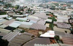 Lâm Đồng: Hàng trăm ha nhà kính xây trái phép trên đất rừng