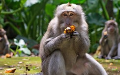 Ảnh hưởng từ dịch COVID-19, đến khỉ cũng bị đói và buồn chán ở Bali