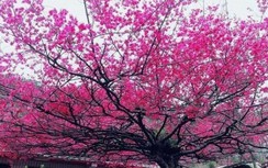 Đài Loan tổ chức hẳn một lễ tang cho "cây anh đào vua" khổng lồ