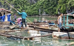 Hải Phòng: Bắt đầu tháo dỡ các cơ sở nuôi trồng thủy sản tại đảo Cát Bà