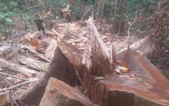Lâm tặc phá rừng đầu nguồn ở Quảng Ngãi: Vì sao truy bắt bất thành?