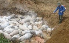 Dịch tả lợn Châu Phi lại bùng phát, nguy cơ thiếu thịt lợn, giá cao dịp Tết