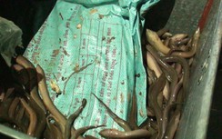 50kg ma túy giấu trong thùng lươn lúc nhúc từ Campuchia về TP.HCM