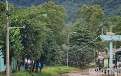 Đà Nẵng: Dân xót xa vì không được thu hoạch rừng trước khi bàn giao đất