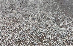 Nghêu chết trắng bãi, thiệt hại bạc tỷ ở Bạc Liêu: Chưa thống nhất hỗ trợ