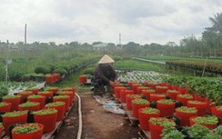 Nông dân trồng hoa Tết ở Cần Thơ tính chuyện bỏ sạp, bán online