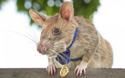 Vì sao Campuchia tiếc thương một chú chuột vừa qua đời?