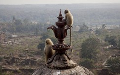 Giữa lúc dịch bệnh, 1.500 người Ấn Độ tổ chức đám tang linh đình cho khỉ