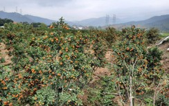 Quảng Ninh: Dự án "rùa bò", người trồng hoa, cây cảnh Tết "lĩnh đủ"