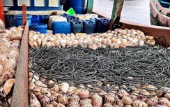Ngư dân ở Cà Mau liên tục bị "chôm" ốc bẫy mực hàng trăm triệu