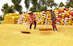 Giá lúa thấp, nông dân miền Tây chờ "cú hích" từ xuất khẩu