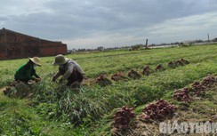 Nông dân “thủ phủ” hành tím khấp khởi vào vụ thu hoạch
