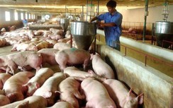 Thịt lợn “ế”, giá lao dốc, vì sao không tính đến xuất khẩu?