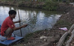 Cua biển nuôi chết hàng loạt, nông dân lao đao: Chưa xác định nguyên nhân