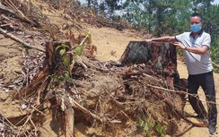 Lâm Đồng chỉ đạo kiểm tra vụ phá rừng tạo view sau Báo Giao thông phản ánh