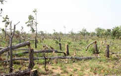 Công an Đắk Lắk khởi tố vụ án phá gần 400ha rừng để điều tra