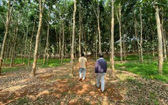 Đồng Nai: Tỉnh, huyện vào cuộc vụ trồng cây cao su bịt đường đi