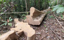 Vụ phá rừng ở Quảng Trị: Lãnh đạo tỉnh yêu cầu xử lý nghiêm