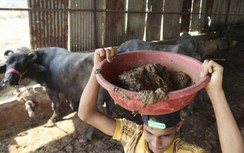 Video: Biến phân bò thành năng lượng cho phương tiện công cộng