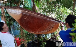 Cận cảnh tổ ong mật "khủng" và cây đàn đá đăng ký xác lập kỷ lục Việt Nam