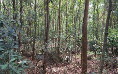Chuyển đổi hơn 1.000ha đất rừng làm cao tốc thế nào?