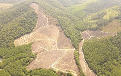 Quảng Ninh: Trường lâm nghiệp giải thích lý do đốn hạ cây rừng