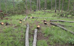 Khẩn trương điều tra vụ cưa hạ hàng trăm cây thông giữa TP Đà Lạt