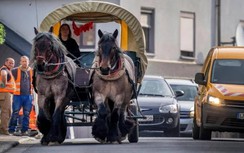 Giá xăng tăng, một nông dân Đức bỏ ô tô chuyển sang xe ngựa