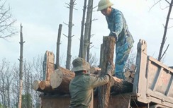 Rừng phòng hộ nghi bị đốt, lấy gỗ: TP Hạ Long chỉ đạo gì?