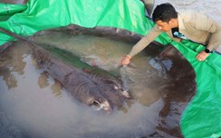 Những con cá nước ngọt khổng lồ trên sông Mekong