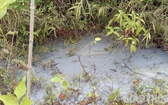 Suối đổi màu, cá chết, nghi do nước từ bãi thải Nhà máy DAP số 2 Lào Cai