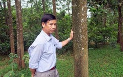 Bí thư xã bị khởi tố vì thuê người chặt phá rừng của dân