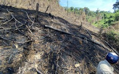 Đốt thực bì gây cháy rừng, 2 giám đốc ở Quảng Nam bị khởi tố