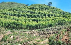 Bất ngờ kết quả báo cáo vụ phá, lấn chiếm gần 12ha rừng ở Bình Định