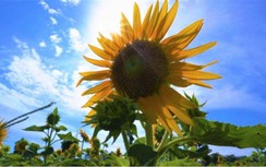 Check-in với vườn "hoa mặt trời” cực hot tại Thái Nguyên