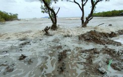 Hơn 82km đê biển Đông ở tỉnh Cà Mau bị sạt lở nghiêm trọng
