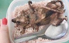 Thực hư thông tin HS huyện miền núi Quảng Nam chỉ ăn cơm với thịt chuột?