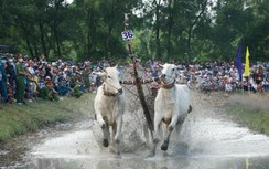 Người dân đội nắng, háo hức xem hội đua bò vùng Bảy Núi