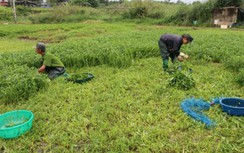 Vườn rau lớn nhất Đà Nẵng tất bật thu hoạch chạy bão Noru