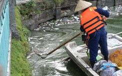 Cận cảnh cá chết trắng ở Hồ Tây, nguyên nhân do thay đổi thời tiết