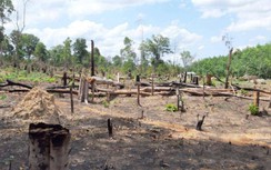 Gia Lai: Khởi tố vụ mất rừng tại huyện Đức Cơ