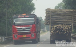 Nhan nhản xe chở gỗ cồng kềnh trên đường huyện miền núi Hà Tĩnh
