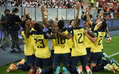 Mèo tiên tri dự đoán kết quả Qatar vs Ecuador: Không có bất ngờ