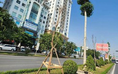 Hải Phòng: Hàng loạt cây xanh vừa trồng bị chết khô trên nhiều tuyến phố