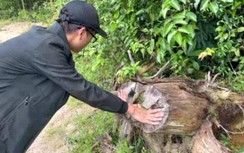 Gần 3ha rừng phòng hộ ở Bình Định bị "xóa sổ"